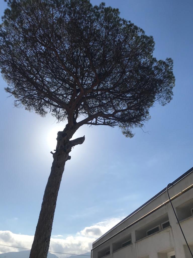 Patrimonio arboreo da mettere in sicurezza a San Marzano sul Sarno, continuano le operazioni del Comune