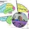 Coltivare il cervello: come nutrire la mente per vivere meglio. Di Chiara Vergani