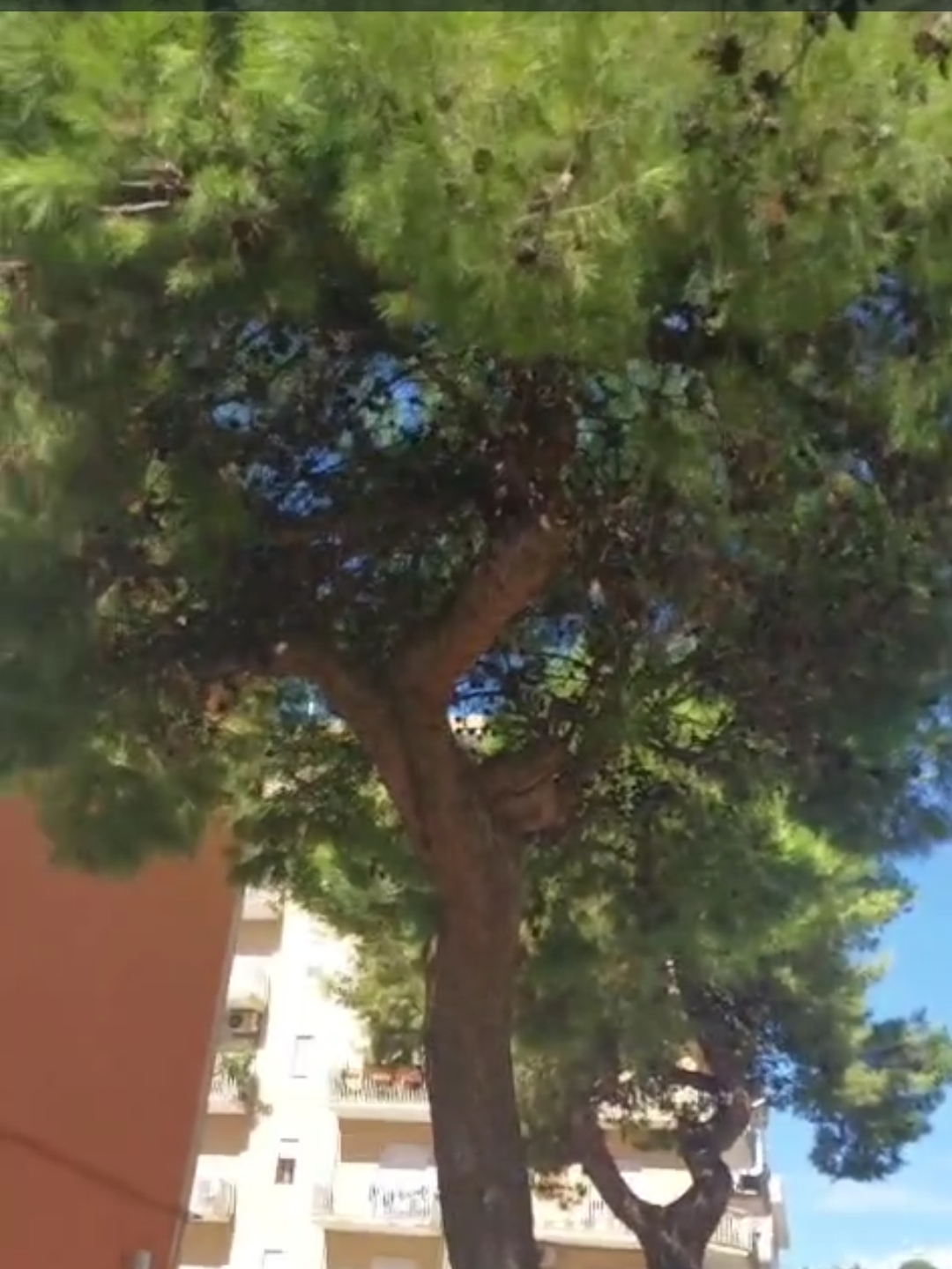Sfondo